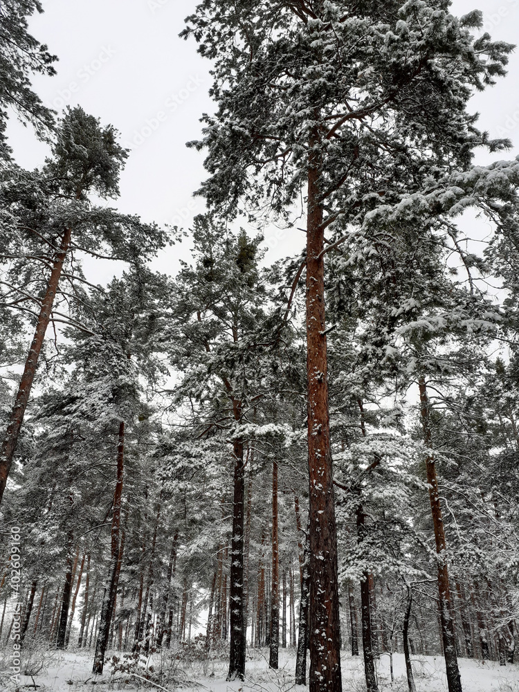 Fototapeta premium winter forest in the winter