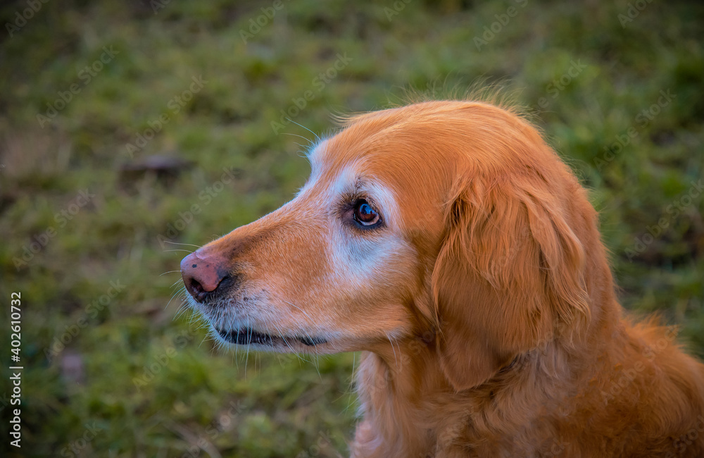 2021-01-01 A PROFILE PHOTOGRAPH OF A ELDERLY OF A GOLDEN RETRIEVER