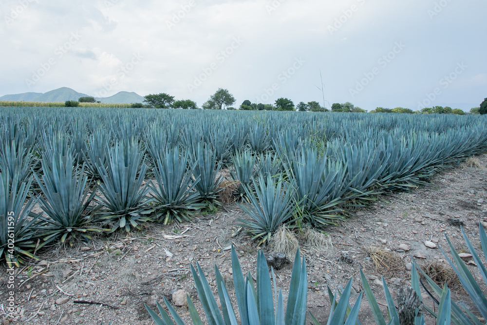 Tequila Jalisco México, paisaje de campos de agave