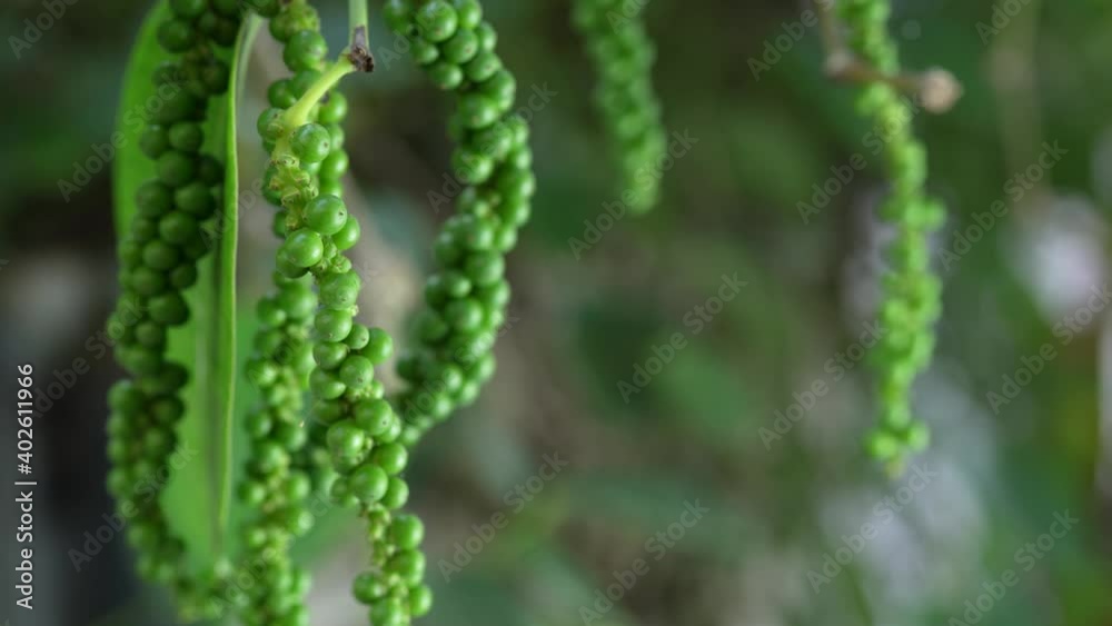 Selective focus, Green Pepper on the Pepper tree garden, Fresh Black pepper plant in garden. Selective focus, Green Pepper on the Pepper tree garden, Fresh Black pepper plant in garden.