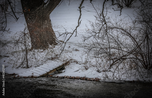 tree in the snow