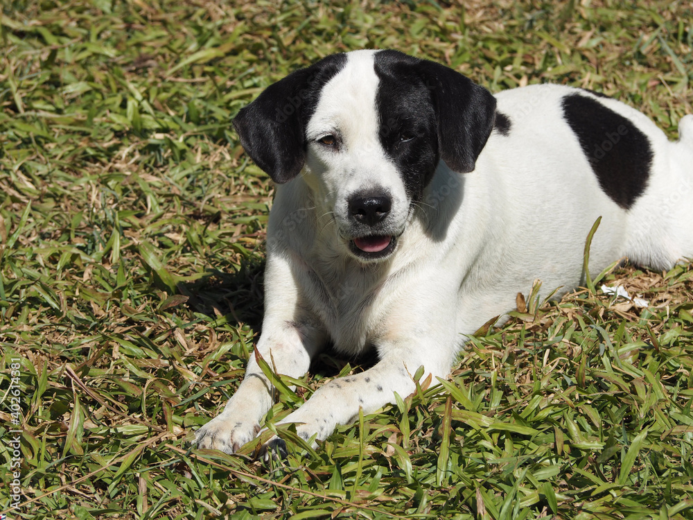 A dog lying on the grass