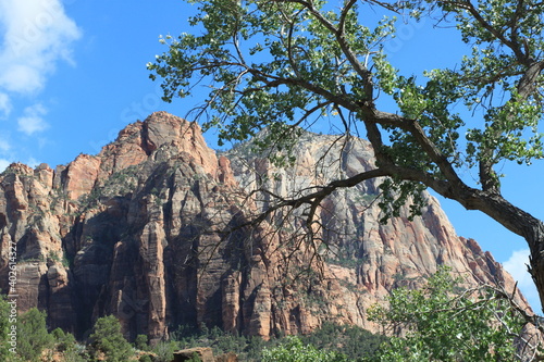 pine tree in the mountains