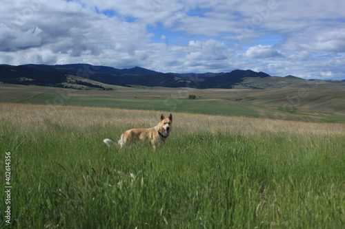 Lone wolf in Montana Meadow