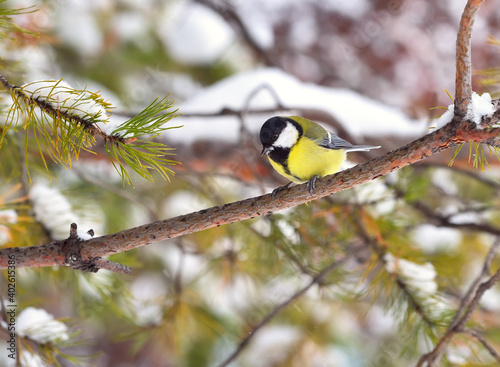 Tit on a branch in winter. A small bird sits on a Pine branch and looks down