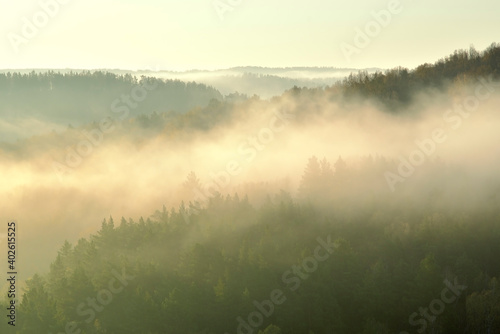 Morning fog over coniferous forest