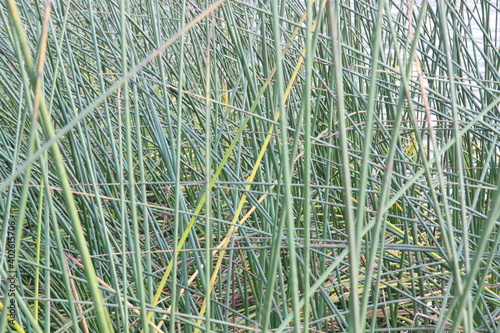 Pattern of beautiful California wild grass