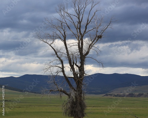 Lone tree on Montana pasture