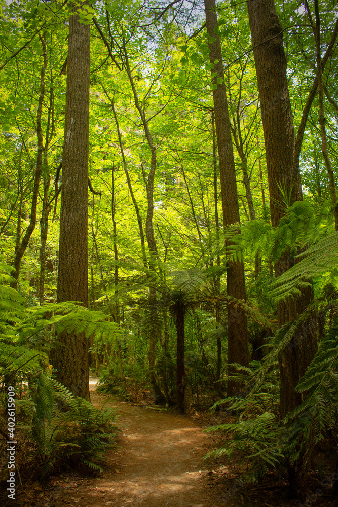 Obraz premium Path leading through bright green Redwood and fern forest during summer
