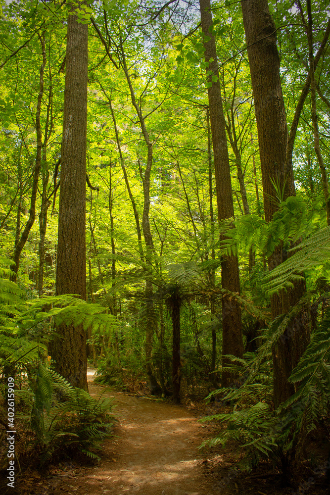 Path leading through bright green Redwood and fern forest during summer