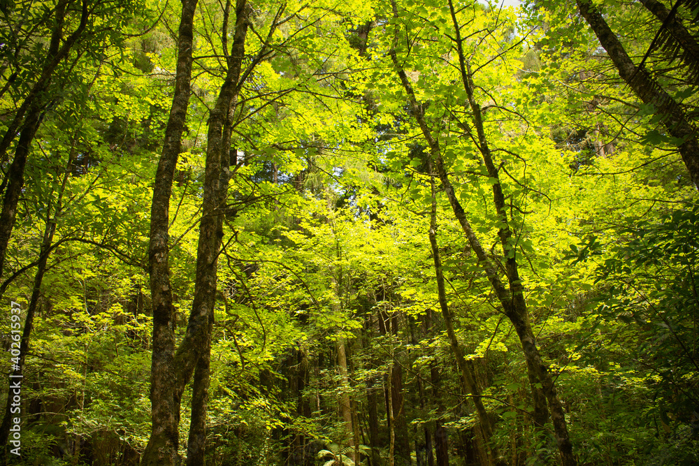Bright green leaves in young tree canopy during summer