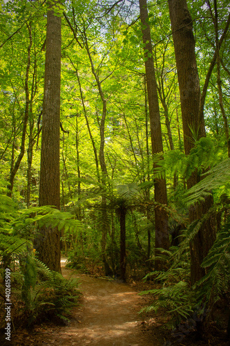 Path leading through bright green Redwood and fern forest during summer
