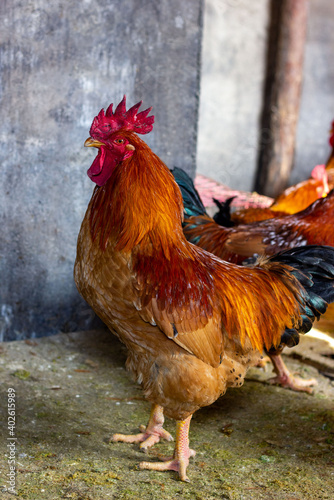 rooster in the farm © 俊 王