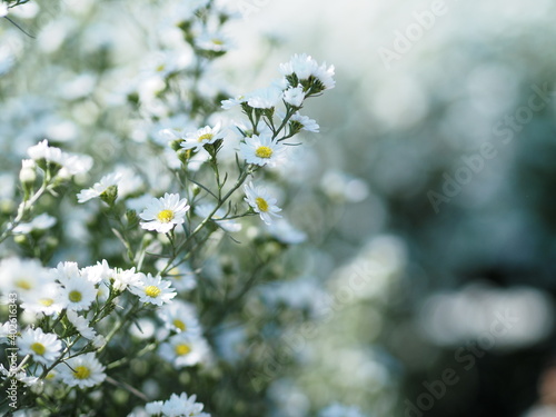 Cutter Aster Flower, Solidago Canadensis, Asteraceae, Biannials white color flowers springtime blooming in garden on blurred of nature background © pakn