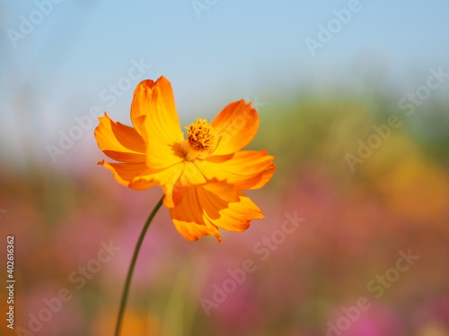 Mexican Aster, Cosmos, Compositae, Cosmos sulphureus yellow and orange color blooming springtime in garden on blurred of nature background