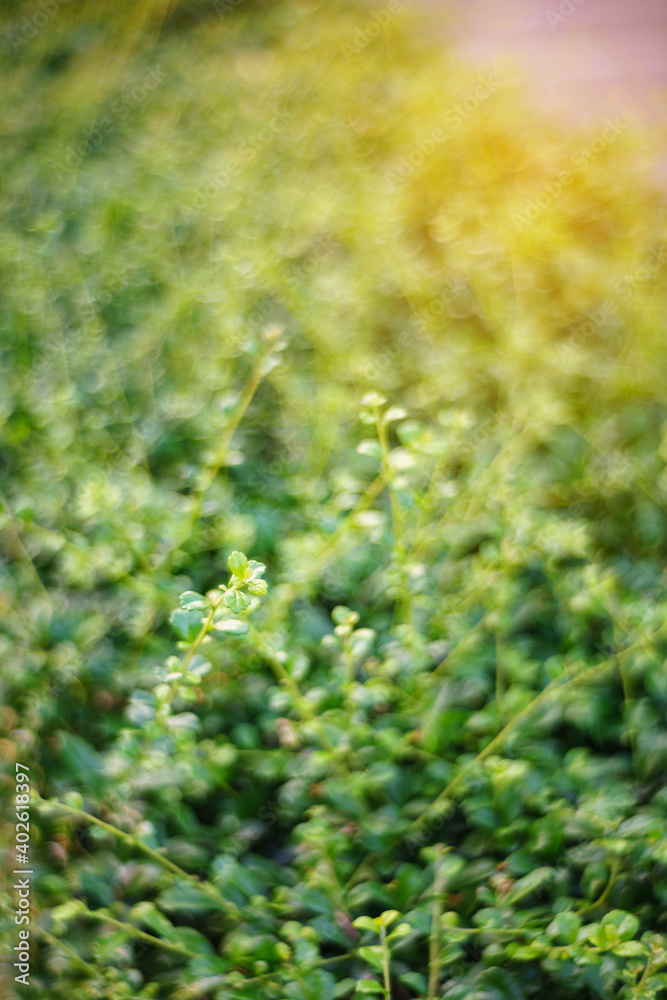 Fototapeta premium Fresh spring grass in evening.