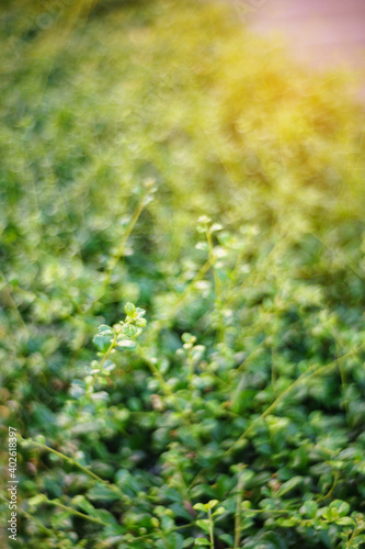 Fototapeta Naklejka Na Ścianę i Meble -  Fresh spring grass in evening.