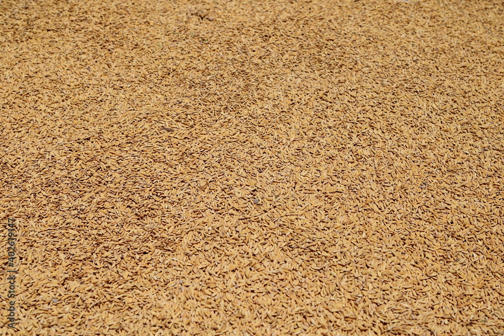 Rice Grain with Husk Rice Grain with Husk