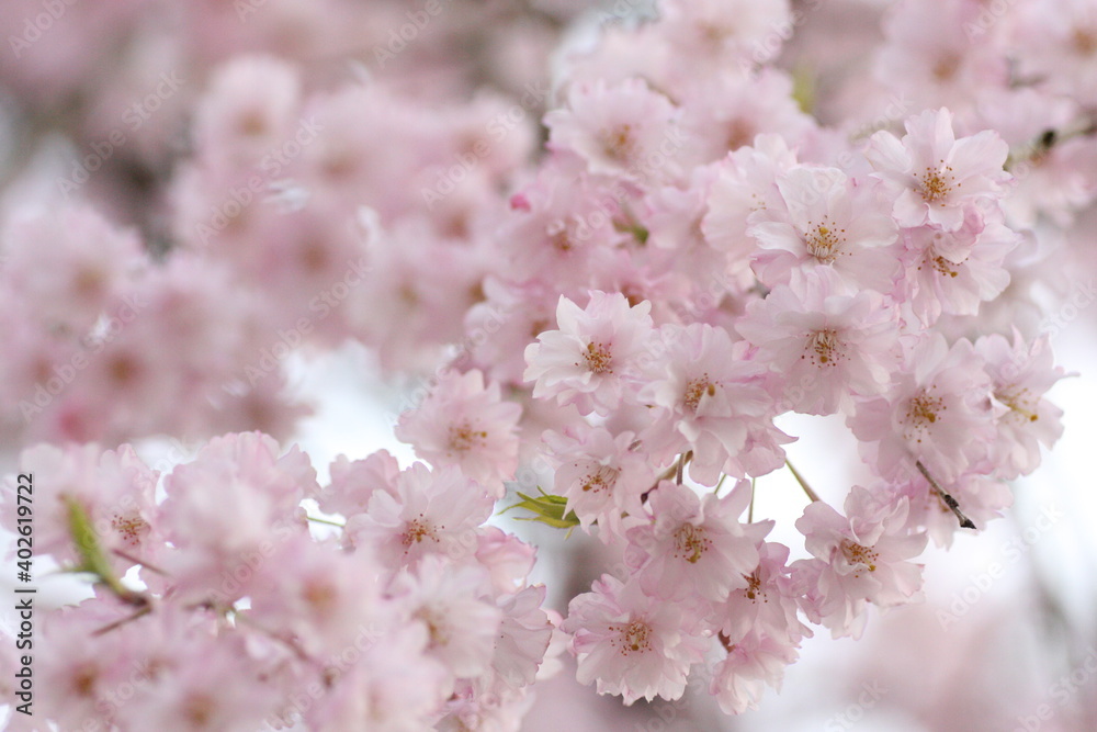 Fototapeta premium しだれ桜
