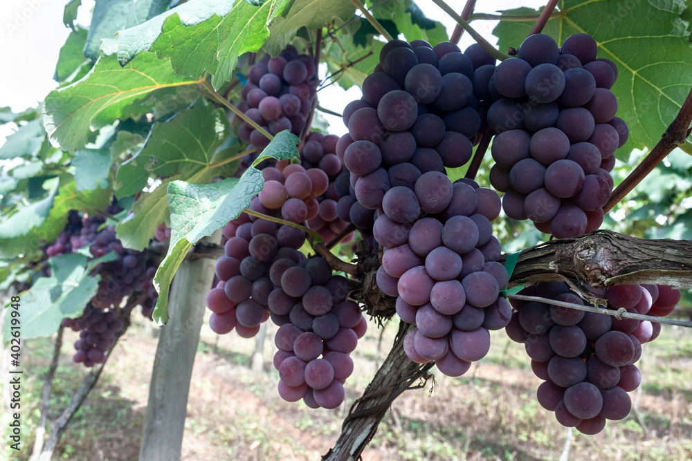 Fototapeta premium Red grape fruit in Brazil