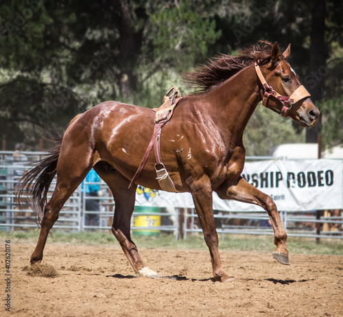 Rodeo Horse © Nicole
