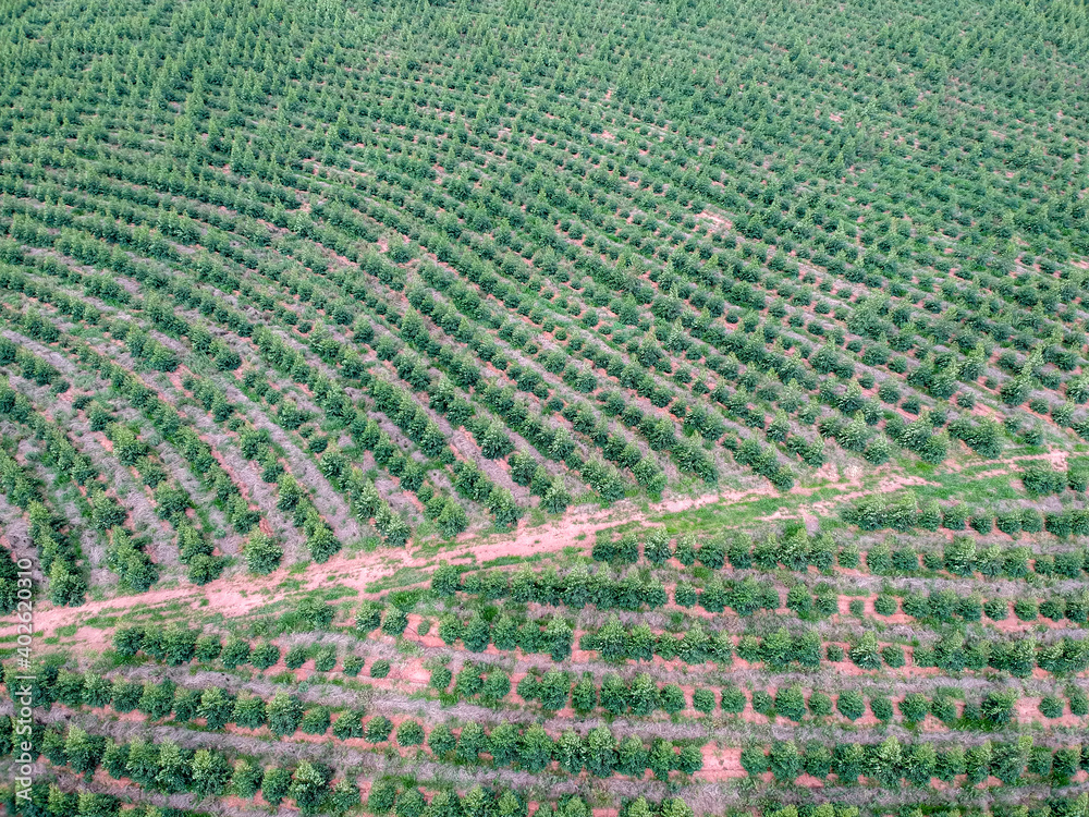 Aerial view of a young Eucalyptus plantation in Brazil