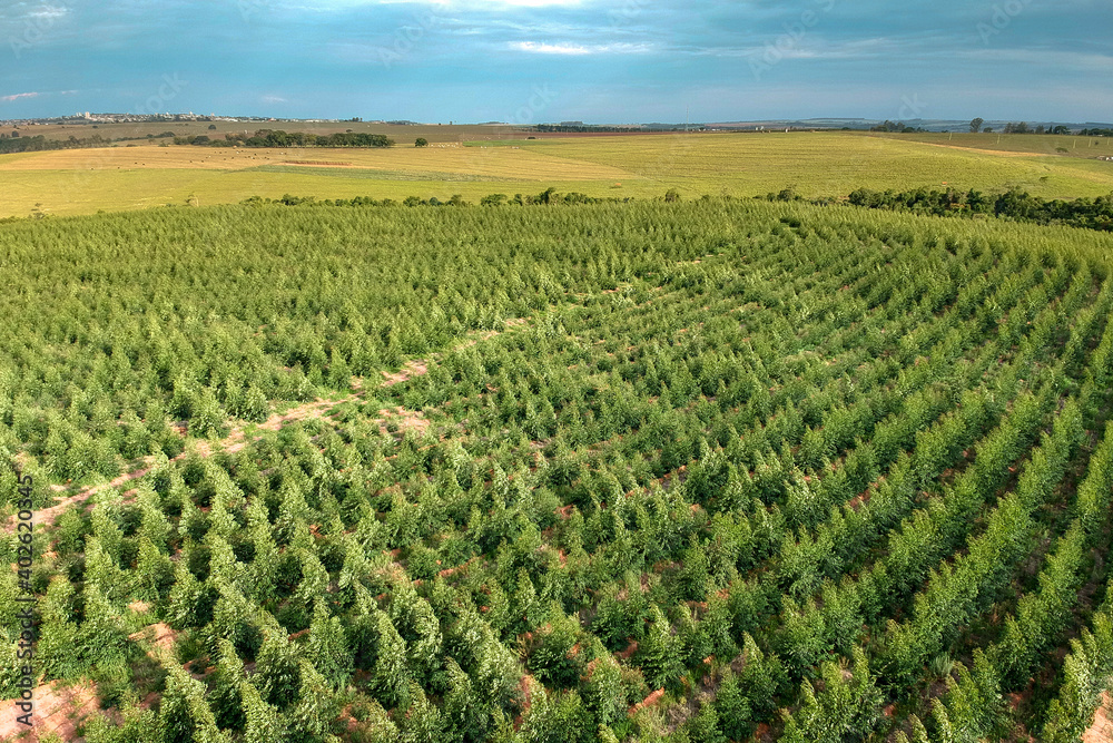 Aerial view of a young Eucalyptus plantation in Brazil Aerial view of a young Eucalyptus plantation in Brazil