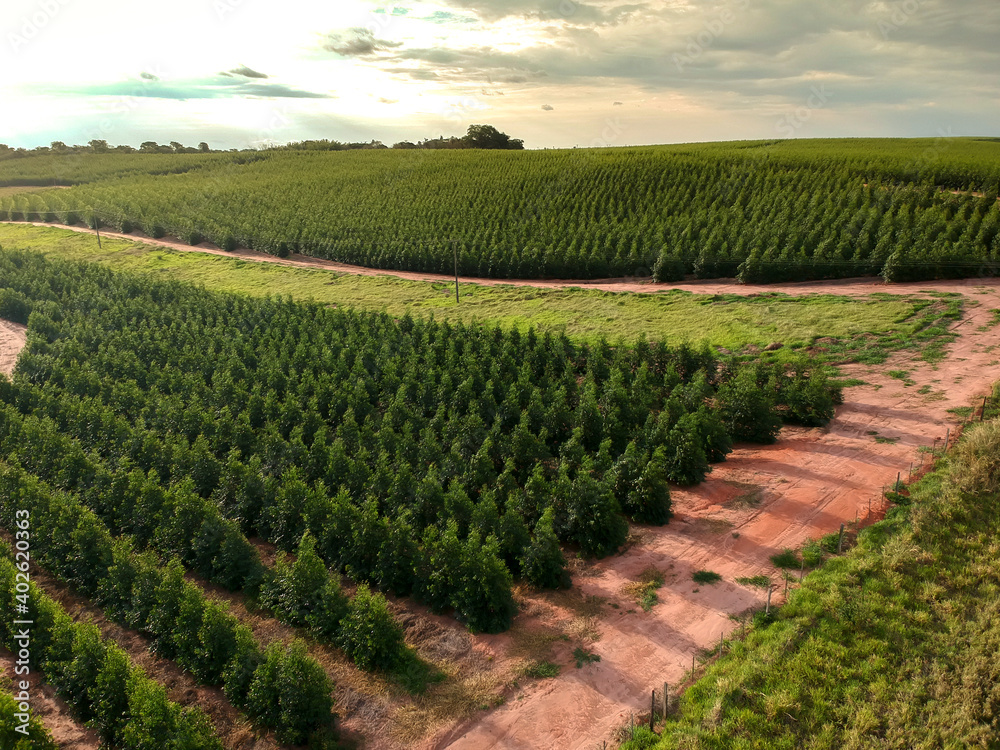 Aerial view of a young Eucalyptus plantation in Brazil Aerial view of a young Eucalyptus plantation in Brazil