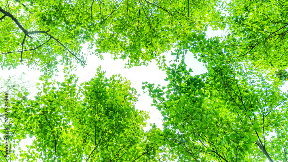 A shot from below with wild trees and clear sky, fresh green nature background on a sunny day A shot from below with wild trees and clear sky, fresh green nature background on a sunny day