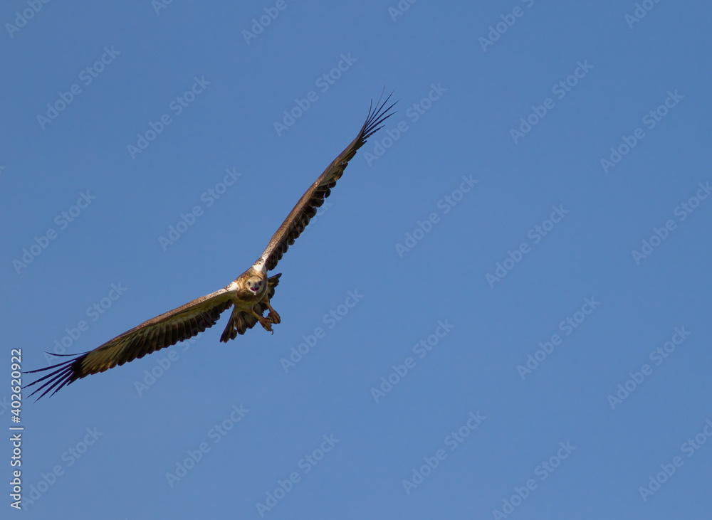 Eagle, flying in the blue sky, spotted in Singapore Eagle, flying in the blue sky, spotted in Singapore