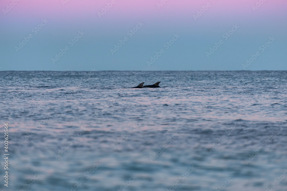 Naklejka premium Dolphins at sunset, Byron Bay Australia