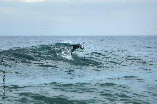 Jumping dolphin, Sydney Australia © Gary