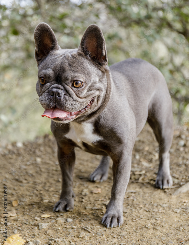 Blue Female Frenchie Standing on a Trail in Park in Northern California