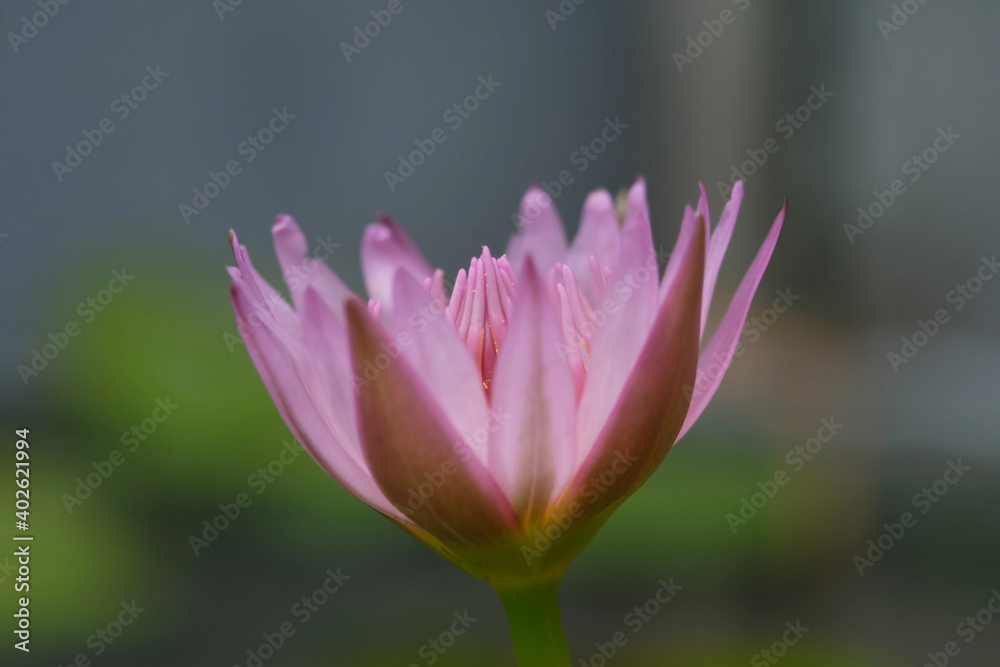 Closeup side view angle of blooming pink water lily flower with stem. Image photo