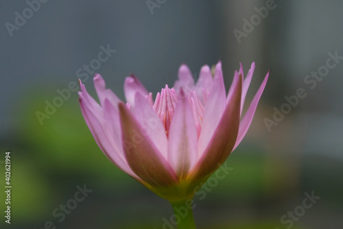 Closeup side view angle of blooming pink water lily flower with stem. Image photo