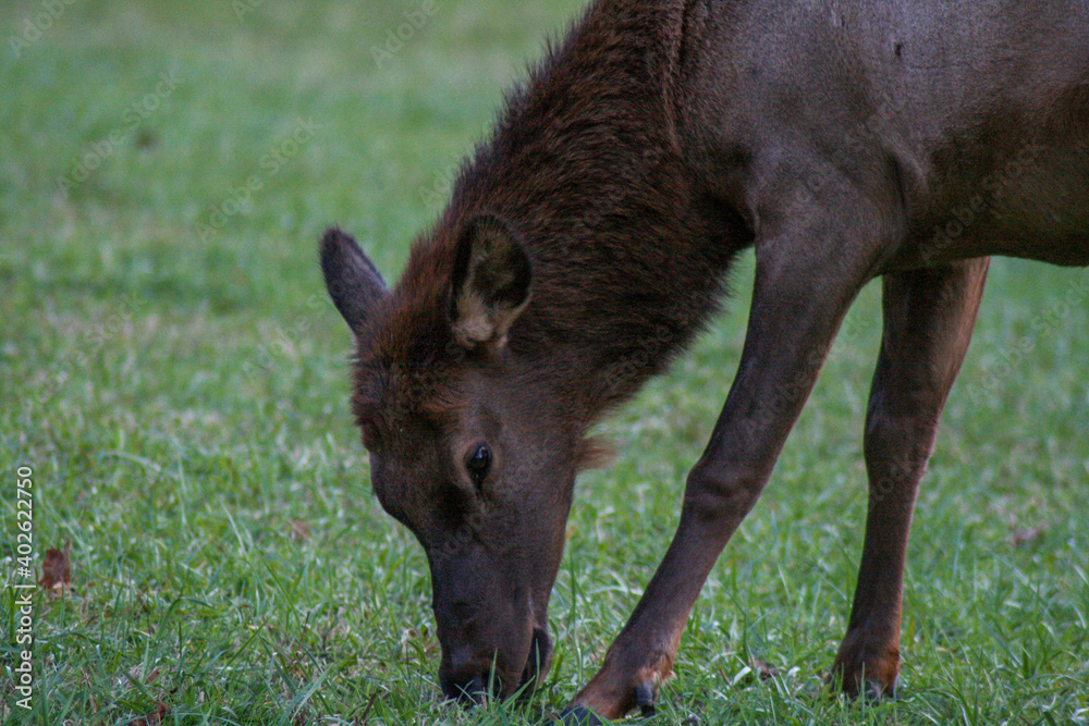 donkey in the meadow