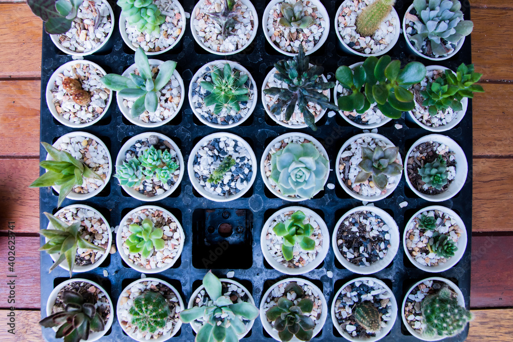 Beautiful close up different of cactus species in pots on plastic tray on wooden background Beautiful close up different of cactus species in pots on plastic tray on wooden background