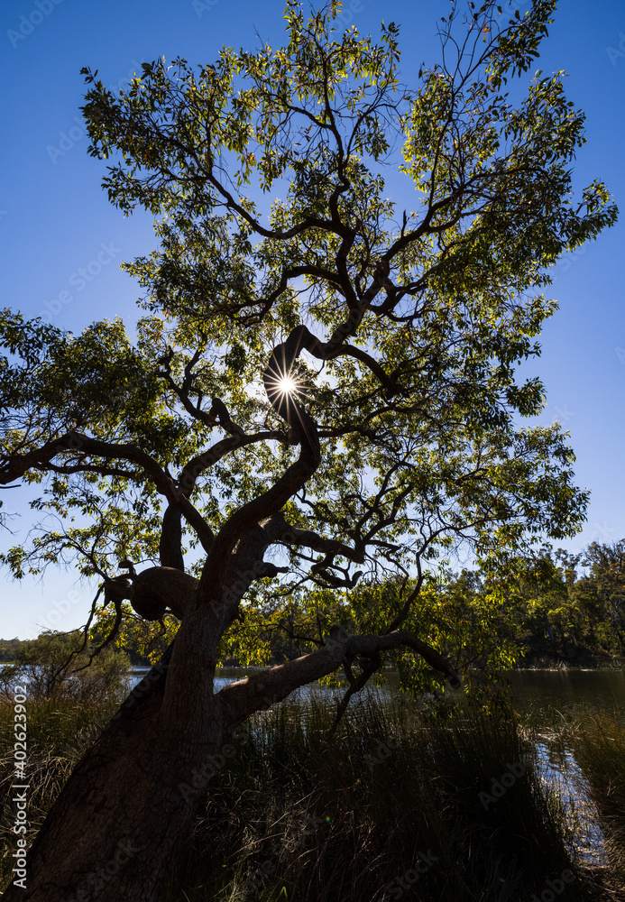 Fototapeta premium Three of Life with sun burst at Lake Leschenaultia in Chidlow, Perth, Western Australia