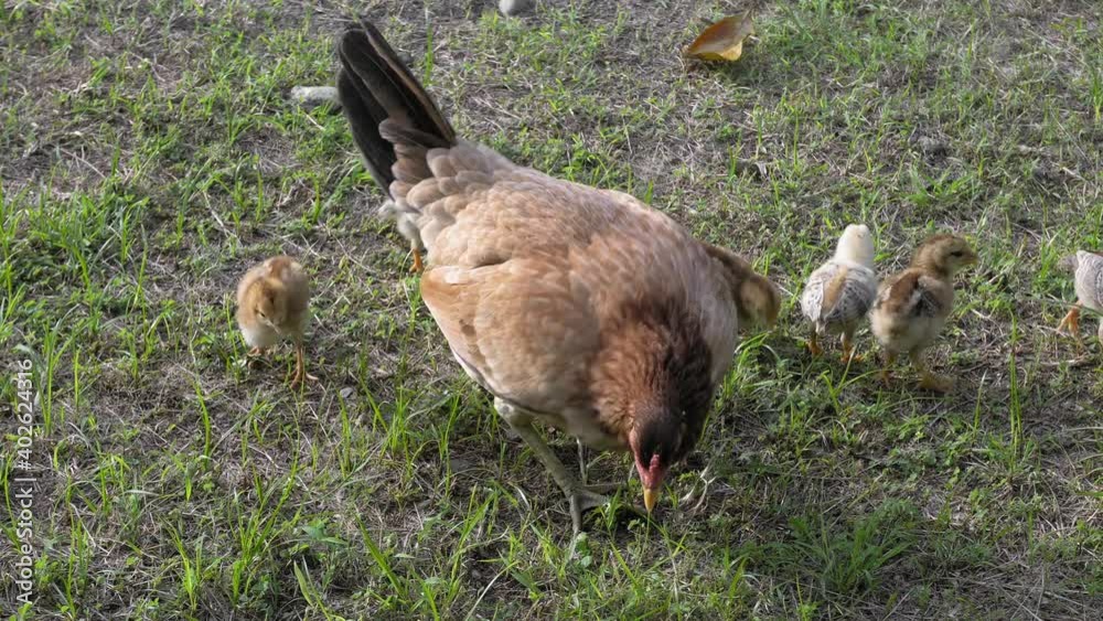 Mother hen walks with little chickens in the green grass. High quality 4k footage Mother hen walks with little chickens in the green grass. High quality 4k footage