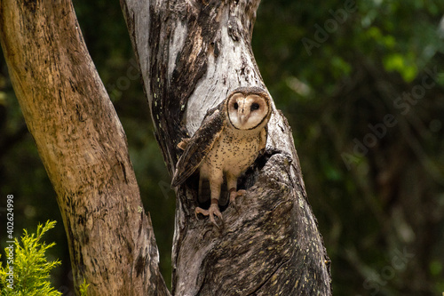 Australian masked owl in tree near his nest