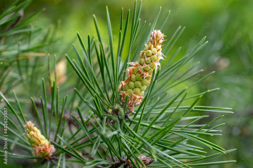 Pine branch with green needles and young buds close-up. Macro. Pine branch with green needles and young buds close-up. Macro.