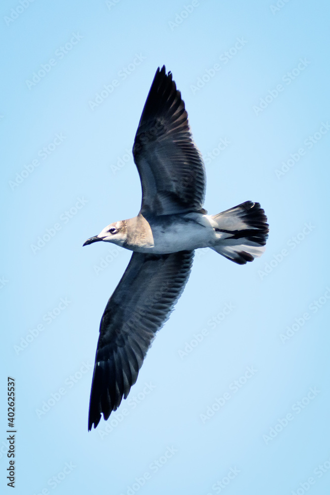 Obraz premium The sea birds