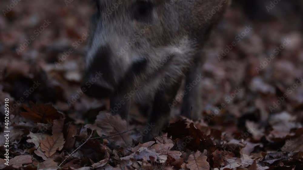 Closeup young wild boar Sus scrofa calm piggy looking for nutriment in dark woods. Wildlife tranquil scene of long furry animal. Strong nose and well smell sense to search food for omnivorous mammal Closeup young wild boar Sus scrofa calm piggy looking for nutriment in dark woods. Wildlife tranquil scene of long furry animal. Strong nose and well smell sense to search food for omnivorous mammal