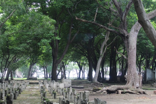 Trees grow up