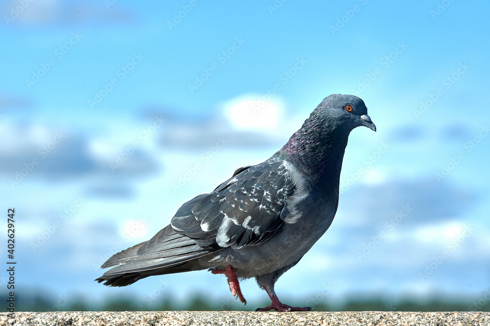 Obraz premium Pigeon on a rock against a blue sky