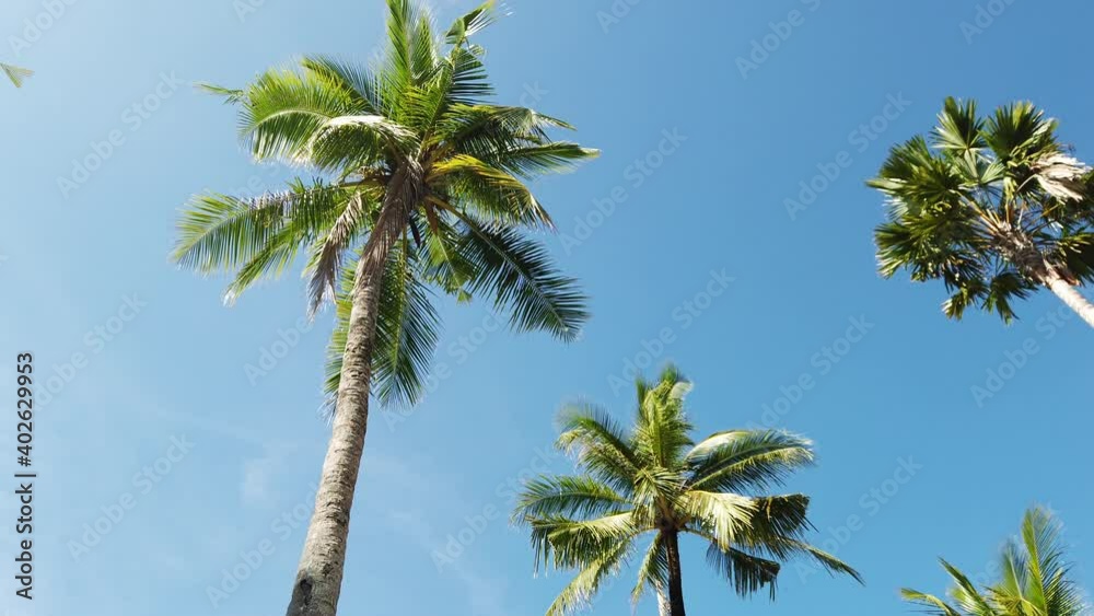 Bottom view Coconut trees and sky of blue. At Nang Thong Beach, Phangnga, Thailand. Landscape view in summer. Beautiful beach is famous tourist destination at Andaman sea. 4K Bottom view Coconut trees and sky of blue. At Nang Thong Beach, Phangnga, Thailand. Landscape view in summer. Beautiful beach is famous tourist destination at Andaman sea. 4K