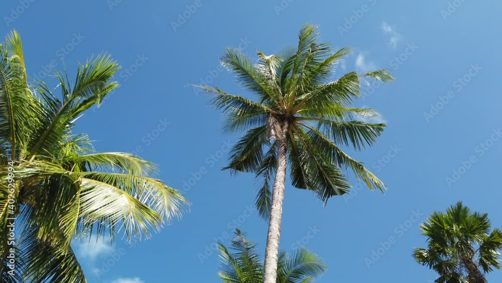 Bottom view Coconut trees and sky of blue. At Nang Thong Beach, Phangnga, Thailand. Landscape view in summer. Beautiful beach is famous tourist destination at Andaman sea. 4K Bottom view Coconut trees and sky of blue. At Nang Thong Beach, Phangnga, Thailand. Landscape view in summer. Beautiful beach is famous tourist destination at Andaman sea. 4K