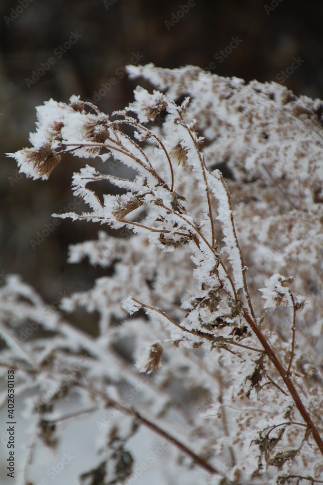 Frost On Plants, Elk Island National Park, Alberta Frost On Plants, Elk Island National Park, Alberta