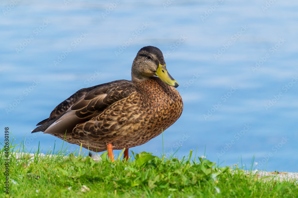Mallard (Anas platyrhynchos) or a dabbling duck. Mallard (Anas platyrhynchos) or a dabbling duck.