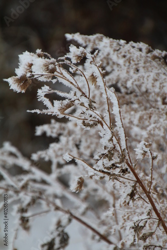 Frost On Plants  Elk Island National Park  Alberta